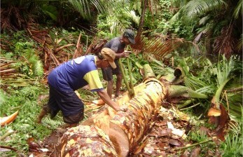 Akademisi Uncen: Sagu Simbol Jati Diri dan Martabat Orang Asli Papua, tak Sekadar Makanan