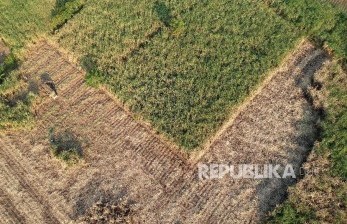 Foto udara lahan tebu di Desa Harjosari, Kabupaten Tegal, Jawa Tengah, Ahad (7/6). BUMN Pangan, PT Rajawali Nusantaran Indonesia (Persero) menargetkan peningkatan produksi gula tebu tahun depan menjadi 280 ribu ton dari hasil produksi 2021 sebesar 230 ribu ton.