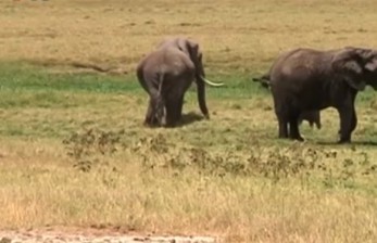 Gajah (ilustrasi) Kawanan gajah liar mengubrak-abrik lahan peremajaan sawit (replanting) di Alue Rubek Gampong Gunong Buloh Kecamatan Panga Kabupaten Aceh Jaya.