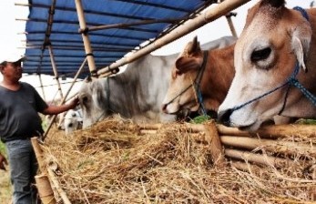 Apakah Masih Sunnah Berkurban Jika Sudah Bayar Dam?. Foto: Hewan kurban (ilustrasi).
