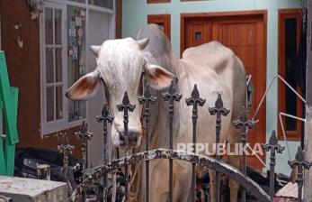 Mau Disembelih, Sapi 500 Kilogram di Bandung Ngamuk Injak 5 Anak Hingga Patah Tulang
