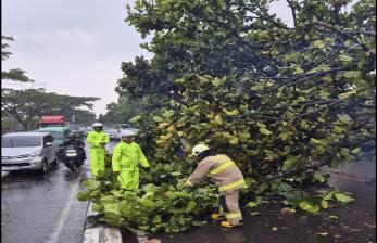 Empat Pohon Tumbang di Bandung, Timpa Mobil, Bangunan hingga Lukai Dua Warga