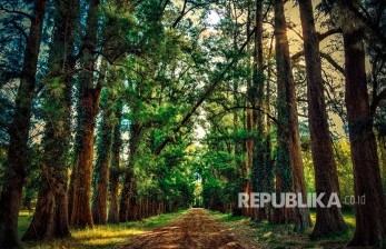 Hentikan Hama Pada Kayu, Prancis Berencana Subsidi Penebangan Pohon