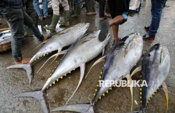 Ikan Tuna Raksasa Seukuran Sepeda Motor Terjual Rp 21 Miliar di Pelelangan Pasar Ikan