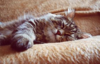 Temuan Mencengangkan, Kucing Bisa Kenali Nama Sendiri Hingga Nama Kucing Lain