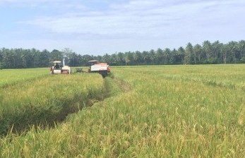 Ilustrasi lahan pertanian. Dinas Pertanian Kabupaten Ogan Komering Ulu (OKU) Timur, Sumatera Selatan berupaya mewujudkan daerah swasembada pangan secara merata di wilayah itu dengan meningkatkan hasil pertanian padi.