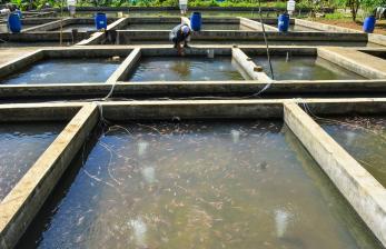 ilustrasi:ekonomi pesantren