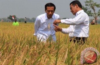 Mentan Minta Petani Bergerak Cepat Dalam Proses Panen