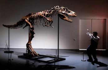 Pertama Kali, Fosil Kerangka Gorgosaurus akan Dilelang untuk Umum