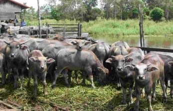 Kementan Salurkan Bantuan 200 Kerbau Lokal ke NTB