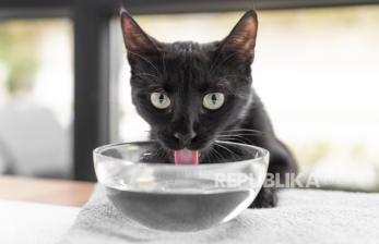 Mengapa Kucing Jarang Minum? Ini Tips Agar Anabul Sering Minum