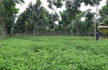 Produksi Terancam Akibat Kerdil Rumput, Dinas: Jangan Gebyah Uyah Uji Lab Dulu