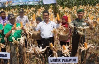 Pemerintah Janji Kendalikan Impor Jagung