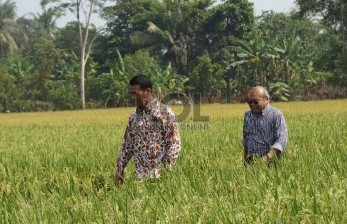 Mentan Harapkan Petani Jual Padi ke Bulog