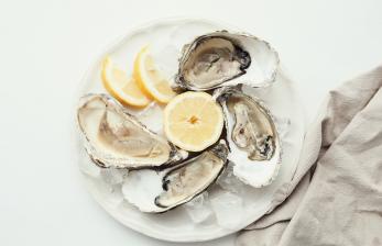 Studi: Protein Oyster Bisa Lawan Bakteri Super yang Resisten Antibiotik 