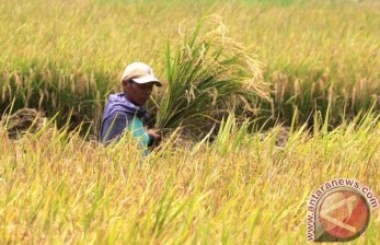 Jateng Surplus Beras 3,6 Juta Ton, akan Diekspor?