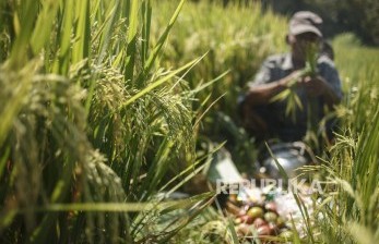 Panen padi (ilustrasi). Menteri Pertanian Syahrul Yasin Limpo menyebut  realisasi produksi sejumlah komoditas pangan utama pada tahun 2020 mengalami peningkatan, bahkan melampaui target.  