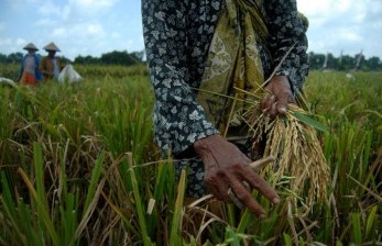 Kementan: Empat Bulan Terakhir Surplus Beras