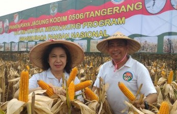 Panen raya jagung hasil kerja sama petani dan TNI AD di Jalan Rawa Kutuk Kelurahan Pondok Jagung Timur, Kecamatan Serpong Utara, Tangerang Selatan, Sabtu lalu (14/5).