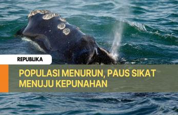 Paus Sikat Menuju Kepunahan