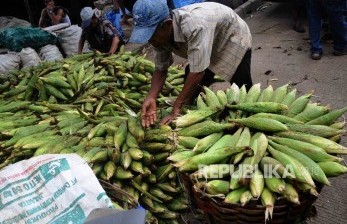  Pedagang menyusun jagung yang baru tiba dari Sukabumi untuk dijual di Pasar Induk Kramat Jati, Jakarta Timur, Selasa (19/1).   (Republika/Agung Supriyanto)