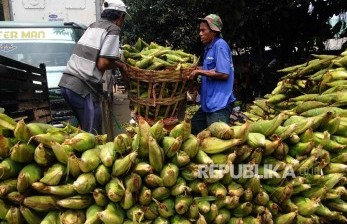 Industri Pakan Kalsel Seluruhnya Gunakan Jagung Lokal