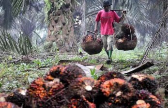 Pekerja memanen tandan buah segar kelapa sawit.  (ilustrasi) 