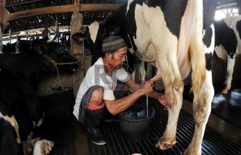 Padang Panjang Dapat Bantuan 48 Sapi Perah