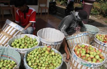 Pekerja menyortir apel jenis Ana dan Manalagi atau biasa disebut apel malang di Tulungrejo, Batu, Jawa Timur, Jumat (16/9/2022). Petani apel setempat mengeluhkan anjloknya hasil produksi dari 3 ton menjadi 5 kuintal dalam sekali panen akibat banyaknya hama yang datang menyerang seiring perubahan iklim yang terjadi dalam setahun terakhir. 