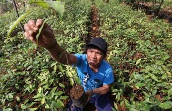 Kalimantan Utara Maksimalkan Potensi Kayu Gaharu