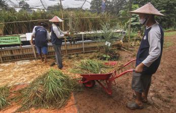 Petani memanen padi yang ditanam dengan dengan sistem hidroganik di Perumahaan Bumi Sawangan Indah, Depok, Jawa Barat, Selasa (16/2/2021). Kelompok Tani Terpadu Angsana 12 memanfaatkan lahan tidur di sekitar perumahan mereka sebagai lokasi menanam padi dengan sistem hidroganik.