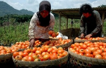 IPB Kembangkan Tomat Non Hibrida