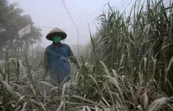 Petani Tebu Jabar Butuh Dana Segar Rp 140 Miliar