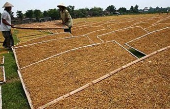 Kementan Arahkan Peralihan Produksi Tembakau Nonrokok