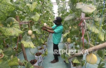 Petani milenial merawat tanaman melon madu yang ditanam menggunakan metode irigasi tetes di Desa Ngadiluwih, Kediri, Jawa Timur, Senin (21/2/2022). Kelompok tani Taruna Tani yang beranggotakan 15 pemuda mengembangkan pertanian melon madu metode irigasi tetes pada lahan seluas 2000 meter persegi yang mampu menghasilkan buah melon dengan rasa lebih manis dan renyah dengan harga jual di pasaran lebih tinggi dibanding melon yang ditanam secara konvensional. 