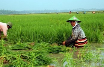 Ketersediaan Benih Tanaman Pangan Terpusat di Jawa