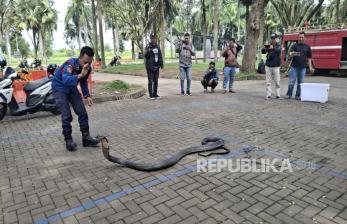 Damkar Evakuasi Ular Kobra dari Kamar Rumah Warga   
