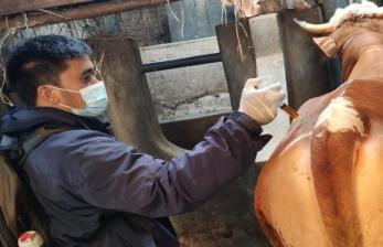 Petugas melakukan peneriksaan terhadap hewan yang diduga terjangkit PMK di wilayah Kabupaten Garut. 