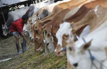 Kementan Kembangkan Peternakan Sapi Unggul Lokal di Sejumlah Daerah