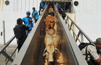 Kemenristekdikti Siap Bantu Kementan Penuhi Kebutuhan Bibit Sapi