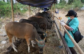 Jambi Kembangkan 19 Sentra Peternakan Rakyat