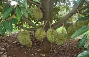Mentan Canangkan Hutan Durian Internasional di Trenggalek