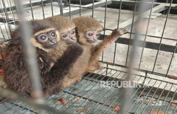 Pelihara 10 Satwa Dilindungi Secar Ilegal, Warga Kulonprogo Ditangkap Polisi