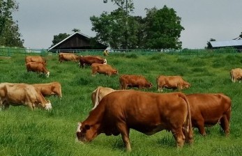 Pemkab Ini Cegah Kurban Sapi Betina Produktif, Pelakunya Terancam Penjara Hingga Tiga Tahun