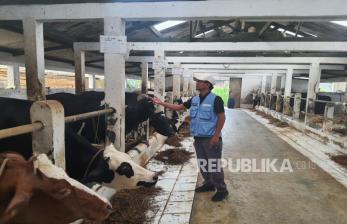 Peternak di Lembang Kebingungan, Sapi Betina Mati Mendadak Terjangkit Penyakit Misterius