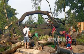Pohon Besar Tumbang di Dago Bandung, Tiga Orang Luka, Jalan Ir H Djuanda Ditutup