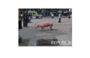 Viral, Babi Pink Berkeliaran di Jalan Arjuna Bikin Heboh Warga Bandung