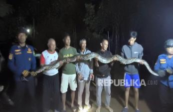 Ular Piton Besar Lahap Ayam Warga, Petugas Damkar Diterjunkan