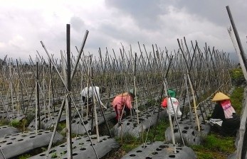 NIlai Tukar Petani DIY Naik 0,19 Persen