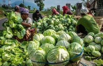 Sejumlah petani memilah hasil panen sayur. ilustrasi